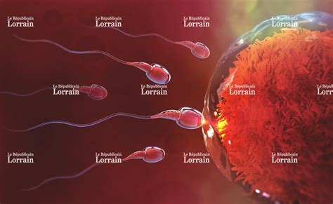 rencontre ovule spermatozoïdes|Comment lovule choisit le spermatozoïde qui va le féconder